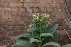 Nicotiana tabacum